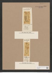 Navicula sp. (de-Toni-Nr.: Genus 1) Zeichnungen Sammlung Grunow Nr. 1564 (NHMW-BOT-W0368091)